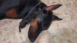 щенки добермана день 2