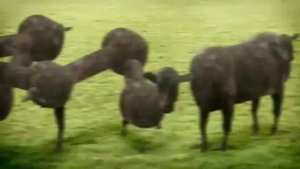Cows // Cyriak