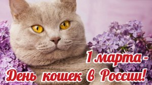 День кошек. 1 марта день кошек. Кошки.