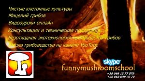 Как готовить грибной суп с ШИИТАКЕ, рецепт и полезные советы