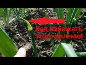 Лук пошел в стрелку. Как избежать этого явления и что делать, если стрелкование уже началось