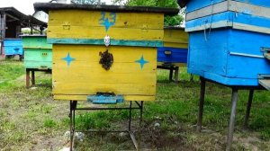 Отводок спустя шестнадцать дней, проверяю вышла ли матка.