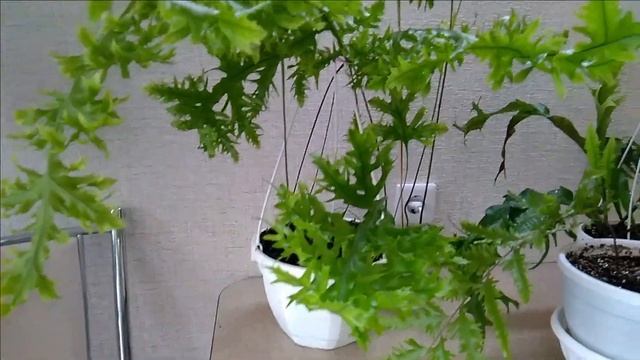 #Мои_комнатные_растения_2021 //#Мои_чудесные_папоротники // #Всё_о_моих_папоротниках смотреть онлайн