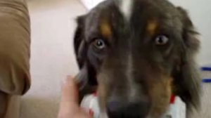 Правильная дрессировка собаки