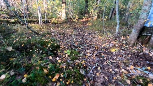 #6 Охота за грибами | На байдарке по Вуоксе 2020 смотреть онлайн