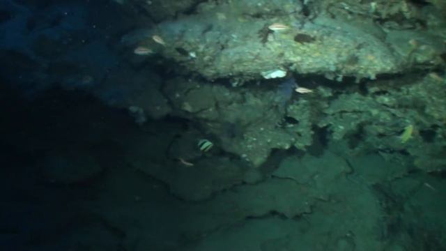 Diving With Coelacanths смотреть онлайн