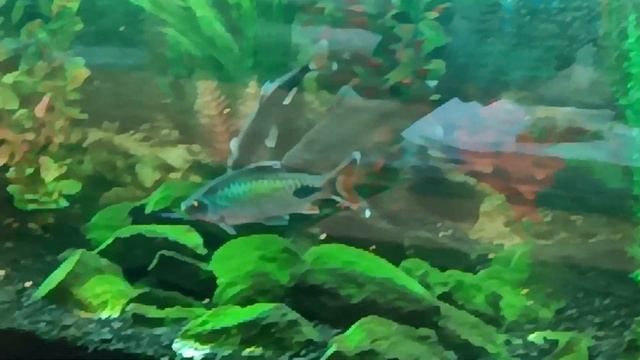 Бои в аквариуме . Барбусы развлекаются. Бойцовские рыбки - Барбусы Филаментоза ( оливковый барбус ) смотреть онлайн