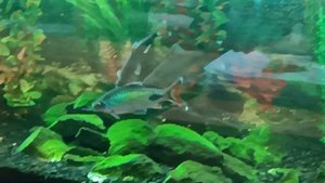 Бои в аквариуме . Барбусы развлекаются. Бойцовские рыбки - Барбусы Филаментоза ( оливковый барбус )