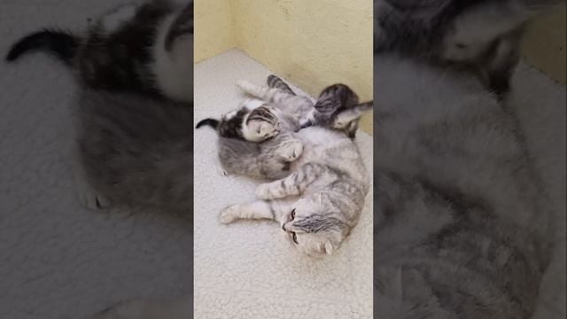 Маленькие котята кушают молоко мамы кошки смотреть онлайн