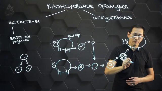 Способы клонирования организмов. 11 класс.