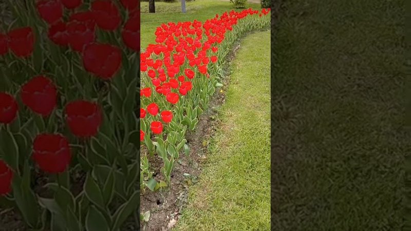 Красные тюльпаны листья с окантовкой