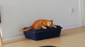 Как котёнок закапывает гавно. Такое я ещё не видела