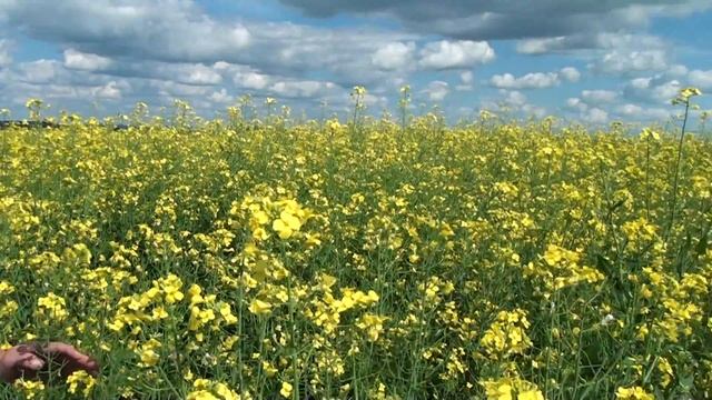 О позднем сроке посева рапса смотреть онлайн