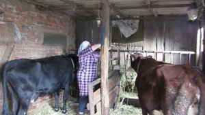 Размеры стойла.