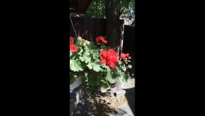 Тля Ушла Сразу / Народный Рецепт / Перец и Дегтярное Мыло от Всех Вредителей Сада!