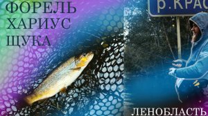 Дикая рыбалка на форель и хариуса . Такие рыбалки запоминаются на долго.