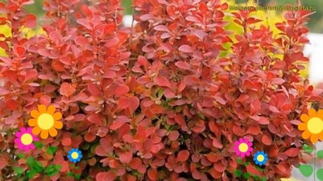 Барбарис тунберга. Краткий обзор, описание Berberis Thunbergii 'orange Tower' Orange Towe