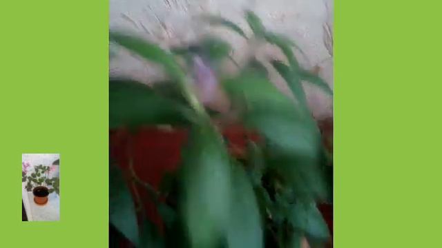 Небольшой обзор моих цветов.И просьба подсказать как называется цветок.💐💐💐 смотреть онлайн