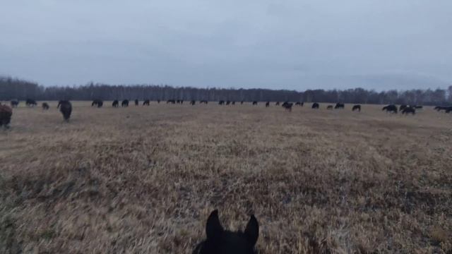 Нашёл хорошее поле. Ячмень, и рядом водопой. смотреть онлайн