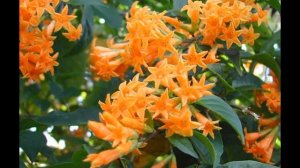 Цеструм. Декоративно цветущее растение