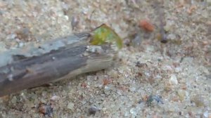 Нашёл зелёного клопа