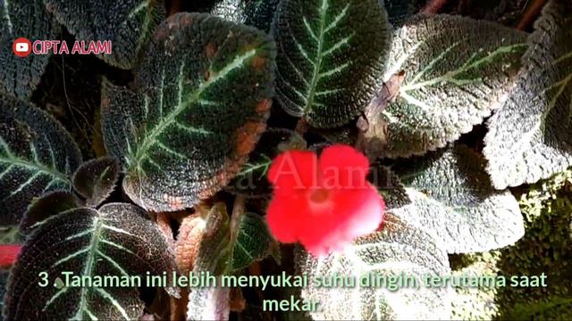 INILAH Rahasia!! Cara Menanam dan Merawat Bunga Episcia Cupreata (Flame Violet) Bagi Pemula. смотреть онлайн