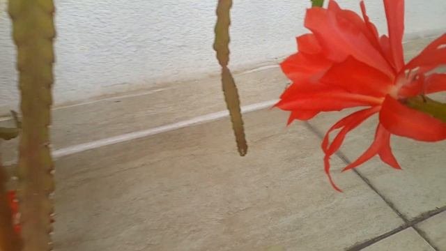Эпифиллум (лат. Epiphyllum ) / Atlas Çiçeği / Филокактус
