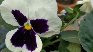 88.How to grow Pansy