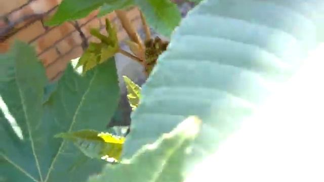 Клещевина (Ricinus) из семян. Что у меня выросло смотреть онлайн