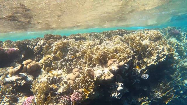 Египет - Шарм-эль-Шейх | DOMINA CORAL BAY | Красное море | ОБЗОР ПЛЯЖА И РИФА | Осторожно крылатки!