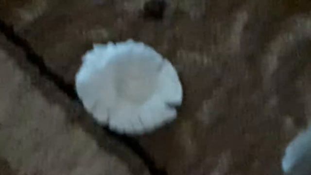 Кошка нападает шок нивигасибе смотреть онлайн