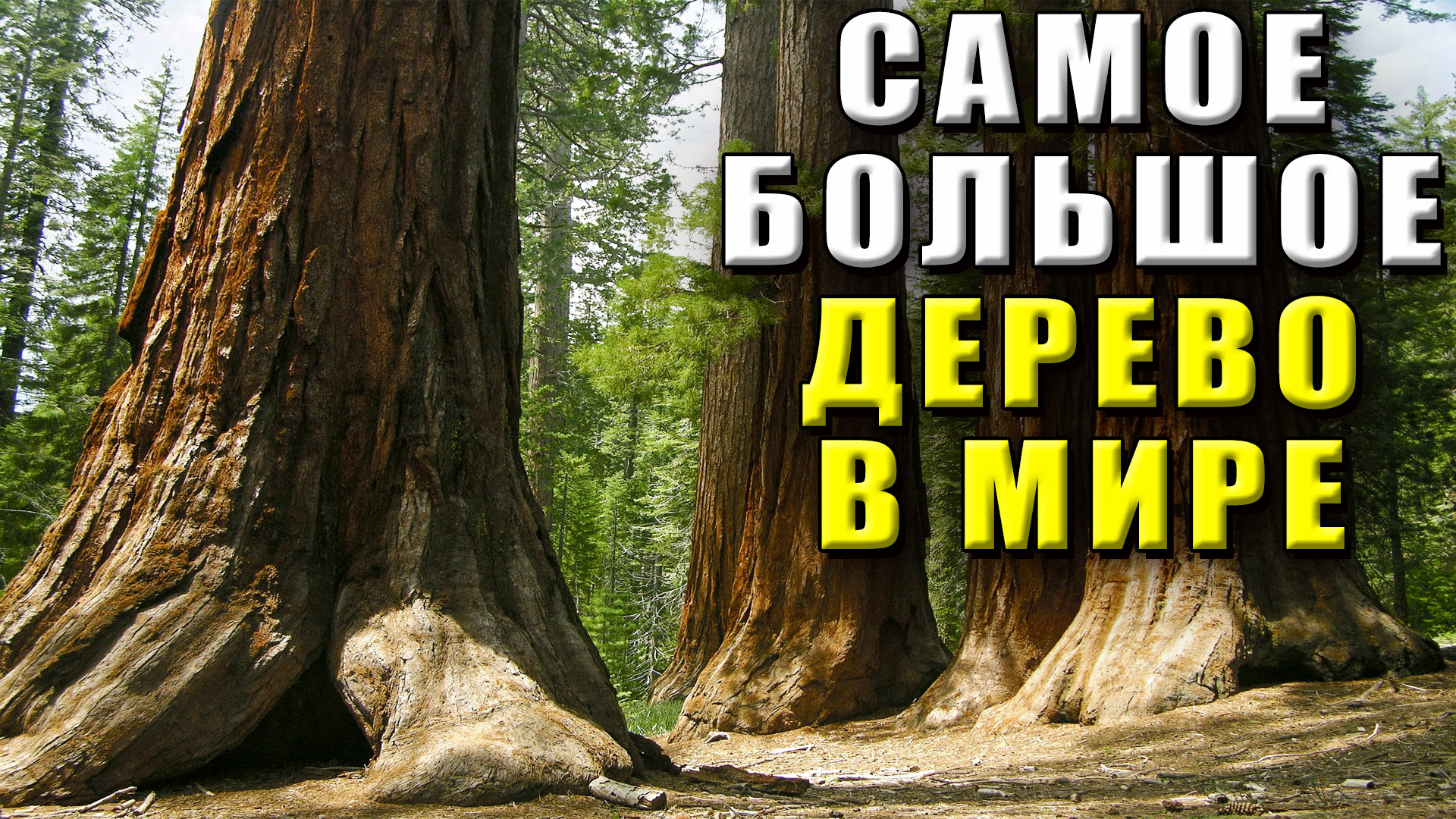 Самое большое дерево в мире. Какое самое большое дерево