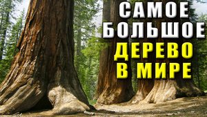 Самое большое дерево в мире. Какое самое большое дерево