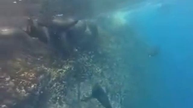 Подводный_мир_Галапагосских островов.