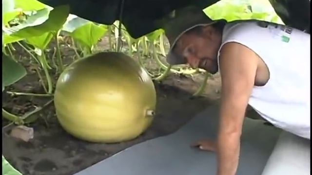 The Secrets of Growing Champion Giant Pumpkins смотреть онлайн
