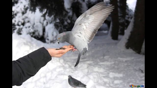 Ольга Небыкова  На экваторе зимы