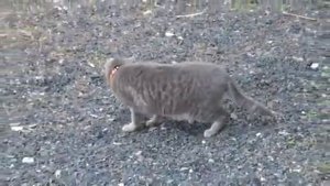 Кошка ловит мышку