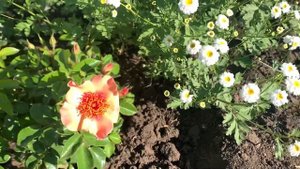 Цветение роз Хайди Клум, Лавендер айс, Стефани Баронин цу Гуттенберг, Ориента Шила 15.06.22 Саратов