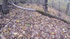 Попали на ОГРОМНЫЕ ОПЯТА. Сбор зимних опят.