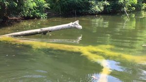 ИСПЫТАНИЕ НОВЫХ ПРИМАНОК НА РАКА В РАКОЛОВКУ. ЛОВЛЯ РАКОВ РАКОЛОВКАМИ. РАКОЛОВКА. РАКОЛОВКИ