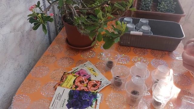 Посадка, всходы эустомы и стрептокарпуса. смотреть онлайн