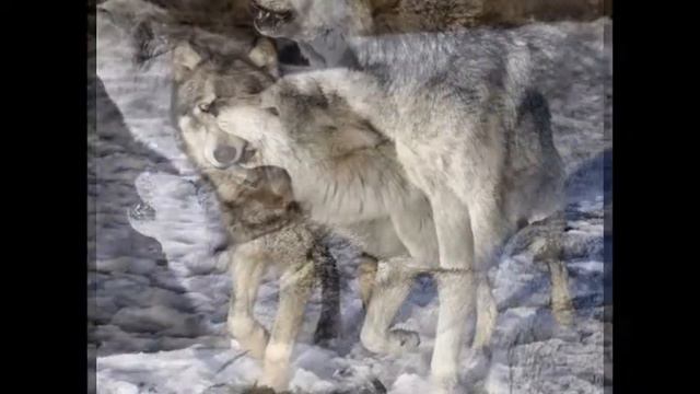 Мое слайд-шоу про волков смотреть онлайн