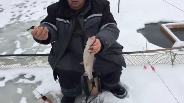 Ловля форели со льда на ,,трупика,, верховку.РК Фишка Липки. смотреть онлайн