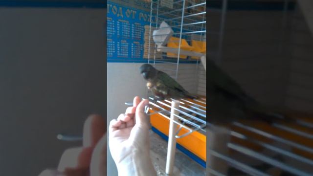 попугай ПИРРУРА смотреть онлайн