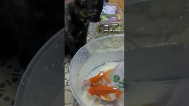 My cat want to eat my fish