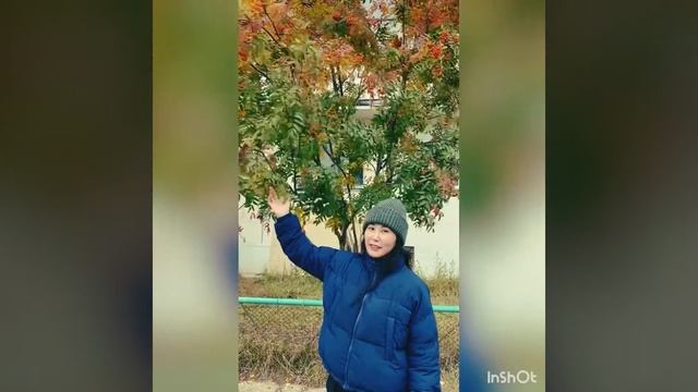 «Лиственные и хвойные деревья» смотреть онлайн