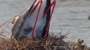 Ходулочник (Himantopus himantopus) - Black-winged stilt