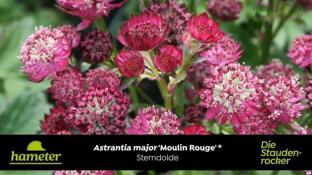 Astrantia major 'Moulin Rouge'® - Sterndolde смотреть онлайн