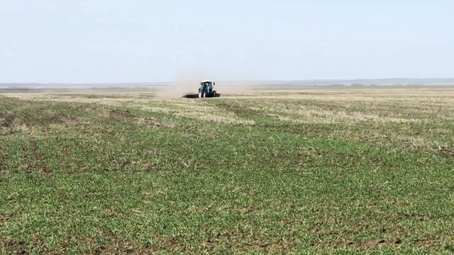 Боронование Озимой! Борона мотыга ПОПОВА!