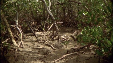 ВЫСОКОРАЗВИТЫЕ СООБЩЕСТВА